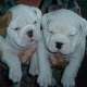 Englische Bulldogge mit FCI Papieren